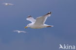 Herring Gull (Larus argentatus)