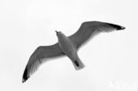 Herring Gull (Larus argentatus)