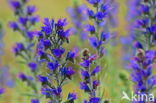 Viper s-bugloss (Echium vulgare)