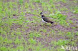 Lapwing (Vanellus vanellus)