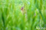 Haas (Lepus europaeus)