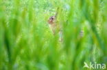 Brown Hare (Lepus europaeus)