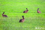 Brown Hare (Lepus europaeus)