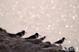 Oystercatcher (Haematopus ostralegus)