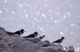 Oystercatcher (Haematopus ostralegus)