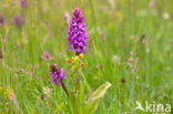 Brede orchis (Dactylorhiza majalis)