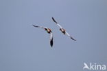 Shelduck (Tadorna tadorna)