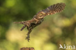 Little Owl (Athene noctua)