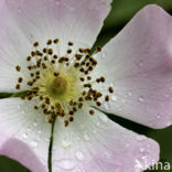 Hondsroos (Rosa canina)