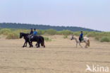 National Park Schiermonnikoog