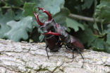 Vliegend hert (Lucanus cervus)