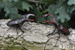 Vliegend hert (Lucanus cervus)