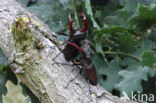 Vliegend hert (Lucanus cervus)