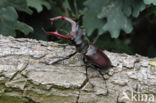 Vliegend hert (Lucanus cervus)