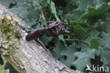 Vliegend hert (Lucanus cervus)