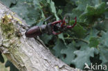 Vliegend hert (Lucanus cervus)