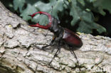 Stag Beetle (Lucanus cervus)