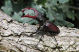 Stag Beetle (Lucanus cervus)