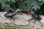 Stag Beetle (Lucanus cervus)