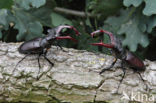 Stag Beetle (Lucanus cervus)