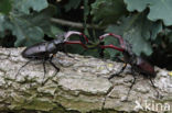 Stag Beetle (Lucanus cervus)