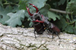 Stag Beetle (Lucanus cervus)