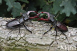 Stag Beetle (Lucanus cervus)