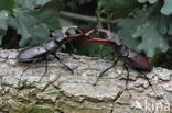 Stag Beetle (Lucanus cervus)