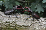 Stag Beetle (Lucanus cervus)