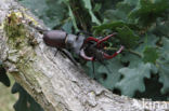 Stag Beetle (Lucanus cervus)