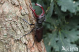 Stag Beetle (Lucanus cervus)