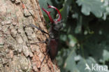 Stag Beetle (Lucanus cervus)