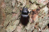 Stag Beetle (Lucanus cervus)