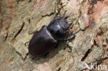 Stag Beetle (Lucanus cervus)