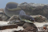 Eel (Anguilla anguilla)