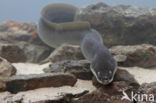 Eel (Anguilla anguilla)