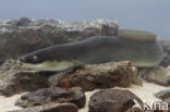 Eel (Anguilla anguilla)