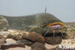 Europese meerval (Silurus glanis)