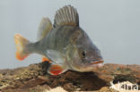 river perch (Perca fluviatilis)