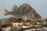 river perch (Perca fluviatilis)