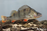 river perch (Perca fluviatilis)