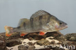 river perch (Perca fluviatilis)