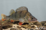 river perch (Perca fluviatilis)