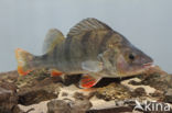 river perch (Perca fluviatilis)