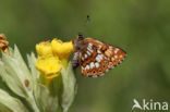 Duke of Burgundy Fritillary (Hamearis lucina)