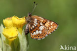 Duke of Burgundy Fritillary (Hamearis lucina)