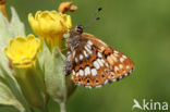 Duke of Burgundy Fritillary (Hamearis lucina)