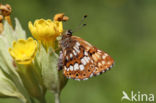 Duke of Burgundy Fritillary (Hamearis lucina)