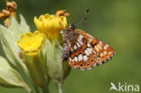 Duke of Burgundy Fritillary (Hamearis lucina)