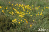 Arnica (Arnica montana)